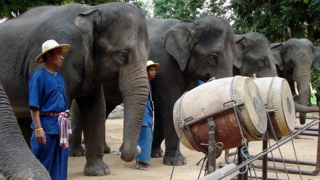 This orchestra in Thailand is made up entirely of elephants (video)
